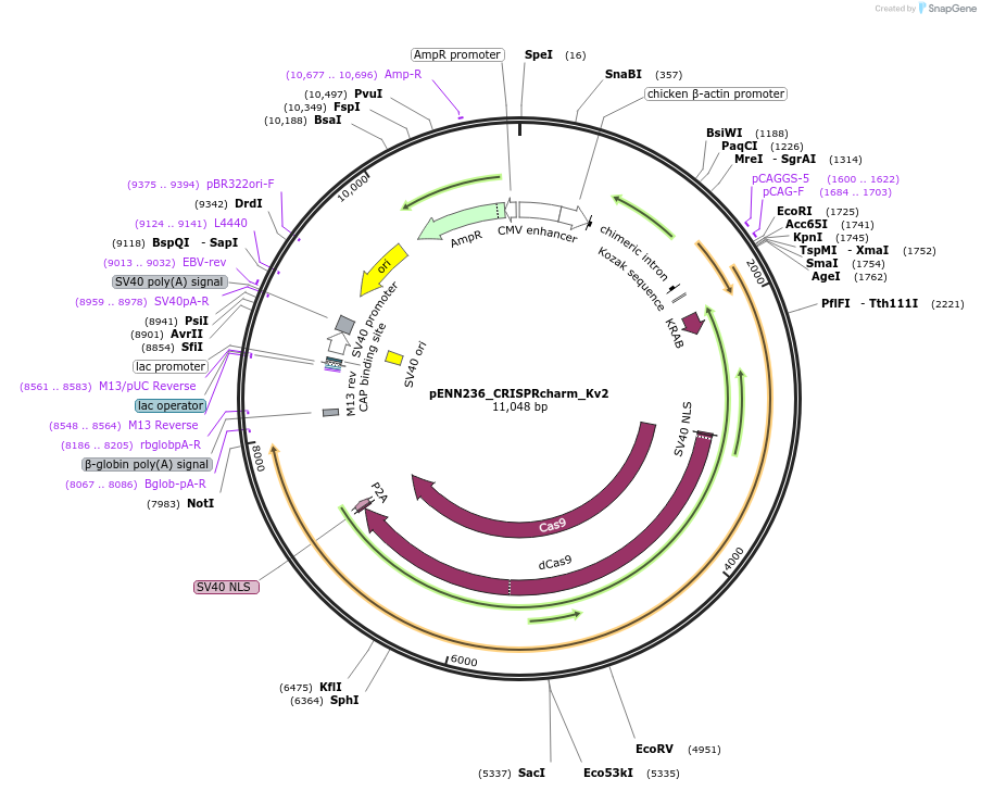 220839-plasmid-map-sequence-id-437209