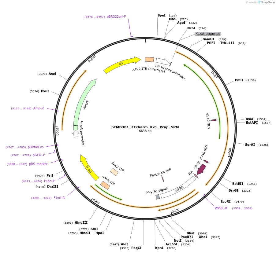 220840-plasmid-map-sequence-id-437210
