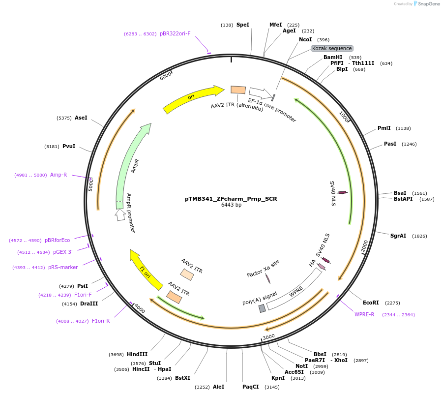 220844-plasmid-map-sequence-id-437217