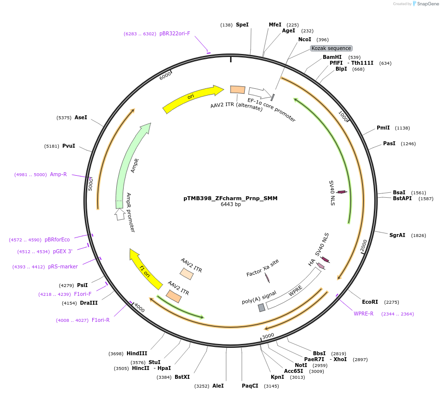 220845-plasmid-map-sequence-id-437218