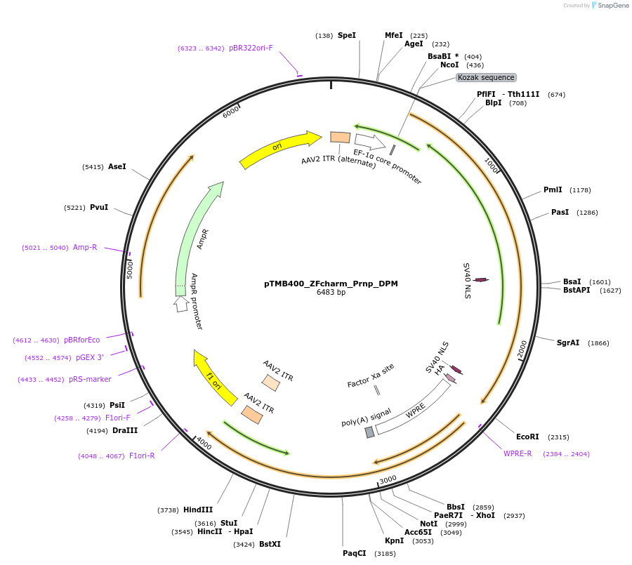 220847-plasmid-map-sequence-id-437221