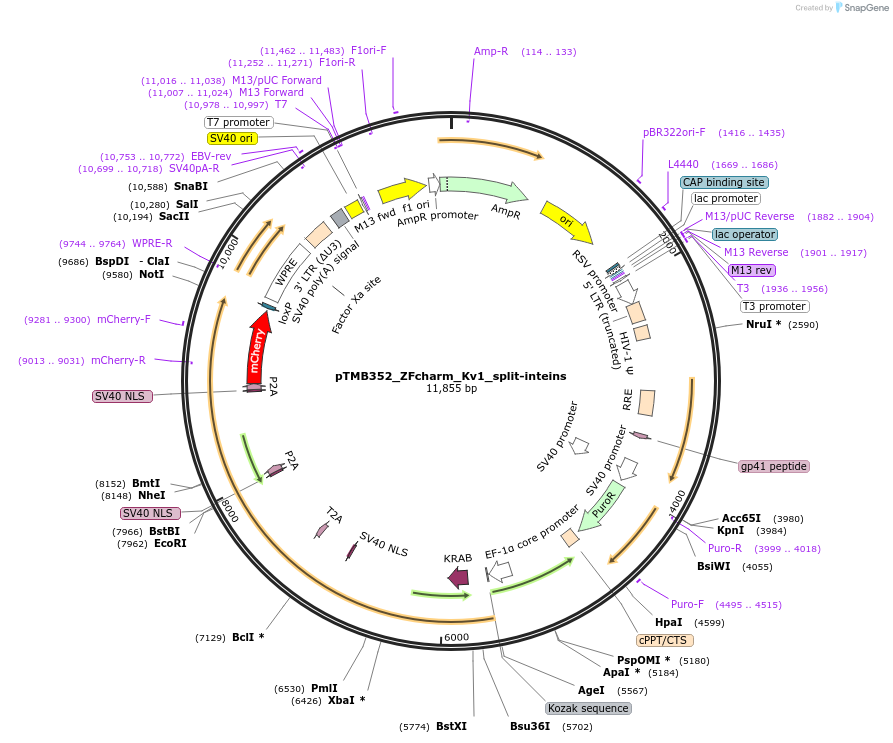 220848-plasmid-map-sequence-id-437222