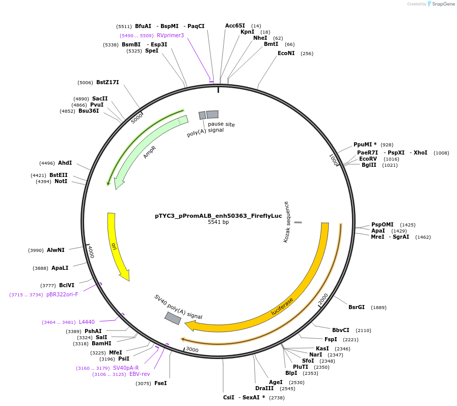 220287-plasmid-map-sequence-id-437246