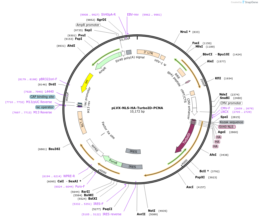 215076-plasmid-map-sequence-id-437248
