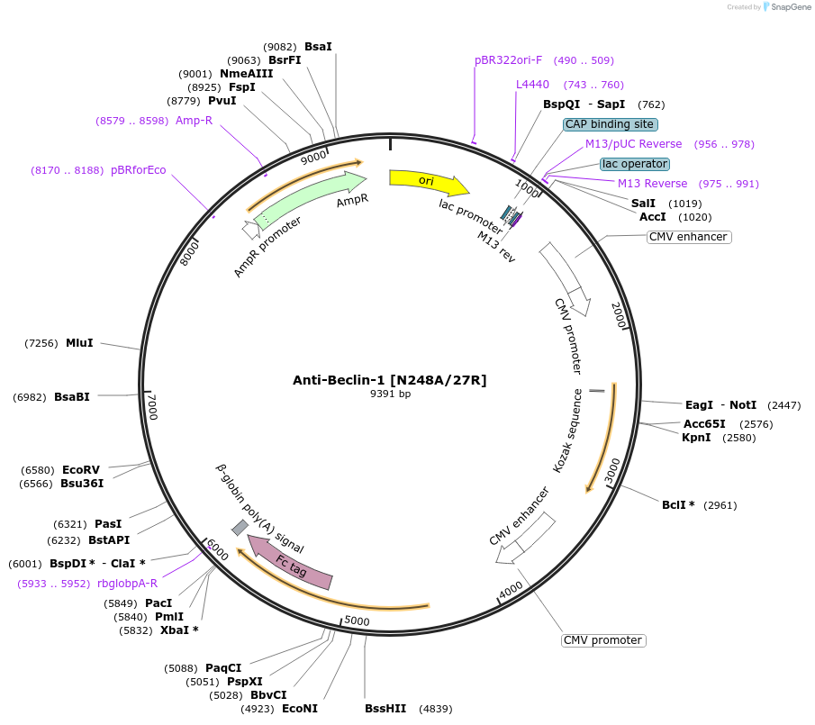 222162-plasmid-map-sequence-id-437251