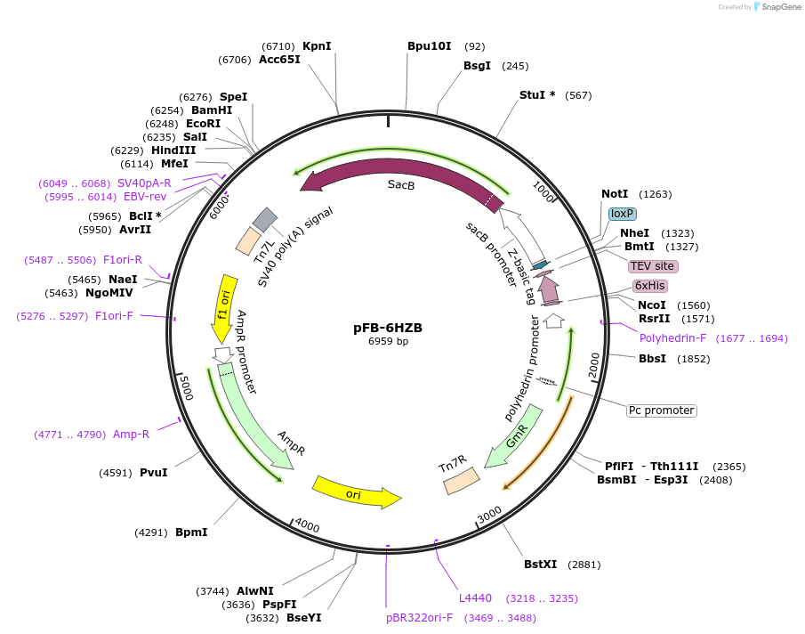 218680-plasmid-map-sequence-id-437252