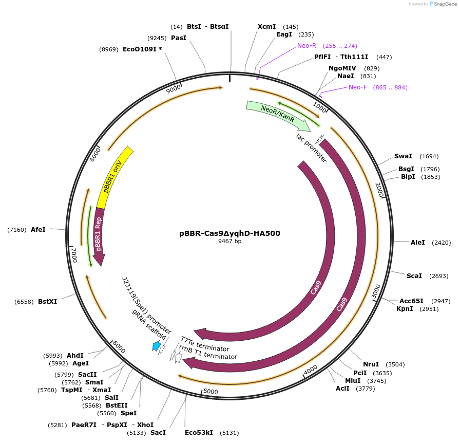 220369-plasmid-map-sequence-id-437258