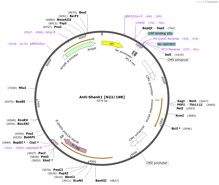 222158-plasmid-map-sequence-id-437259