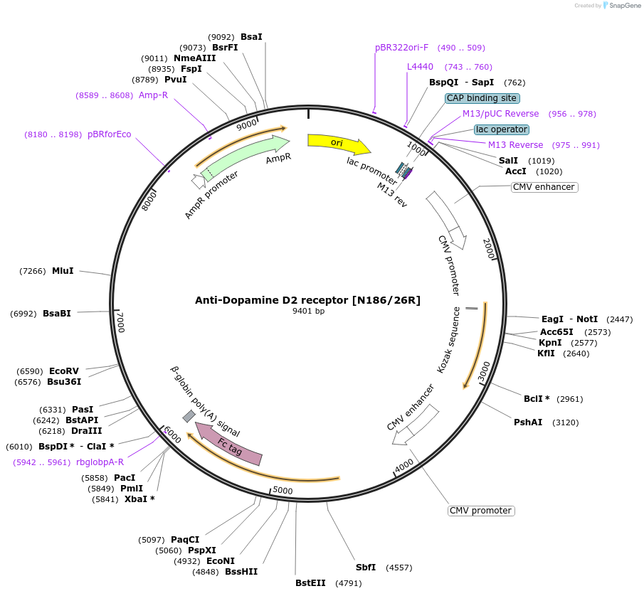 222156-plasmid-map-sequence-id-437261