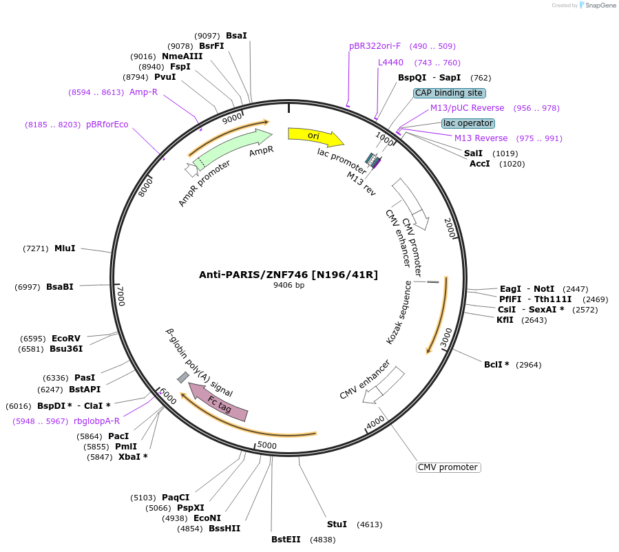 222157-plasmid-map-sequence-id-437267