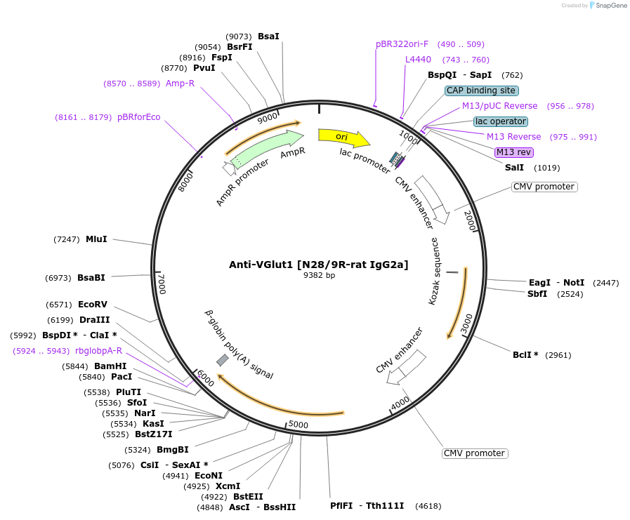 222184-plasmid-map-sequence-id-437282