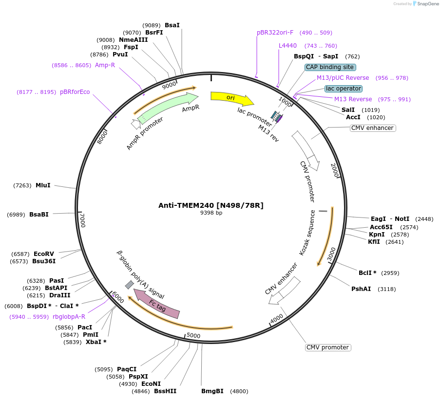 222166-plasmid-map-sequence-id-437284