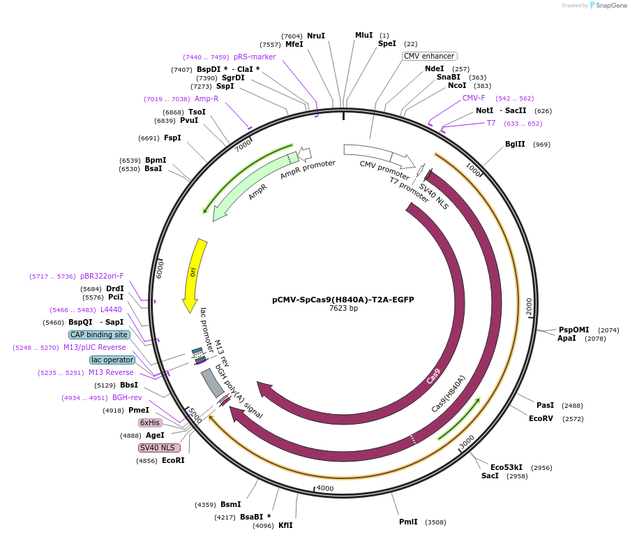 221231-plasmid-map-sequence-id-437286