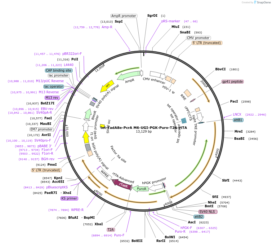 221235-plasmid-map-sequence-id-437287