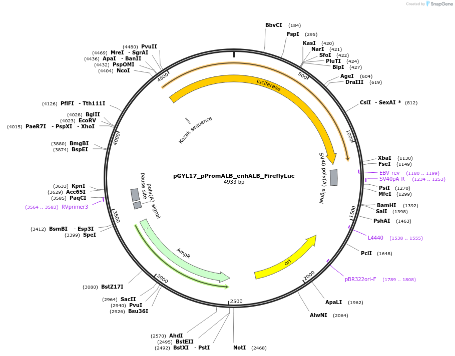 220283-plasmid-map-sequence-id-437290