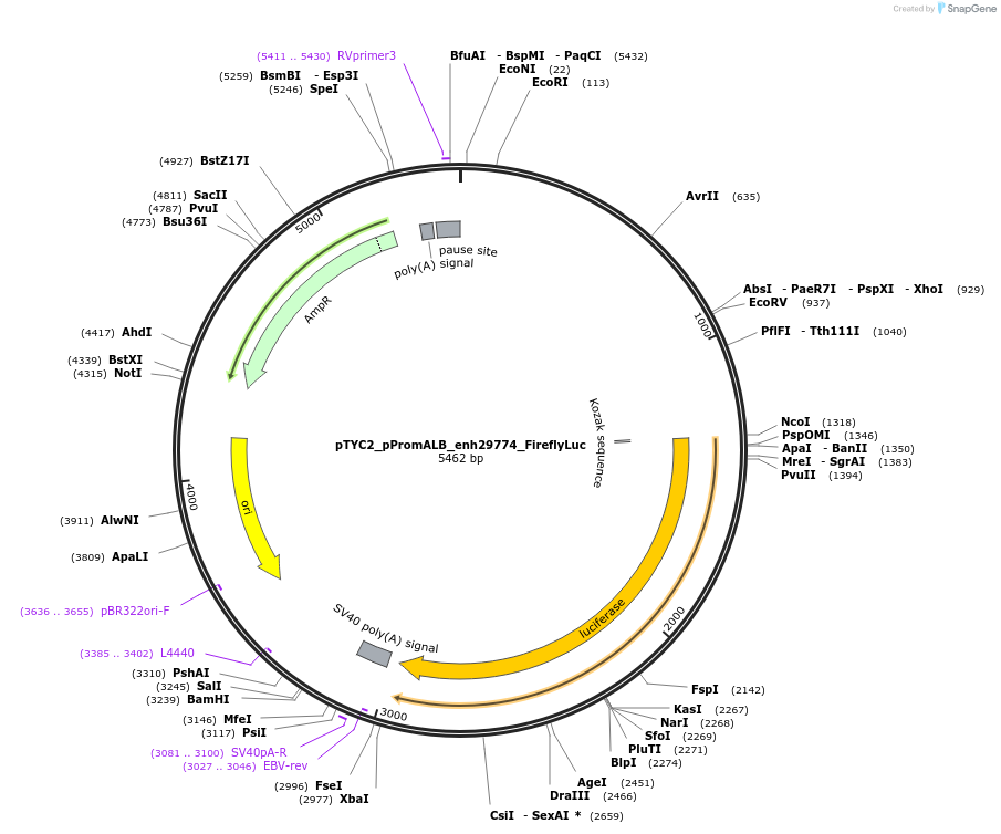220286-plasmid-map-sequence-id-437295