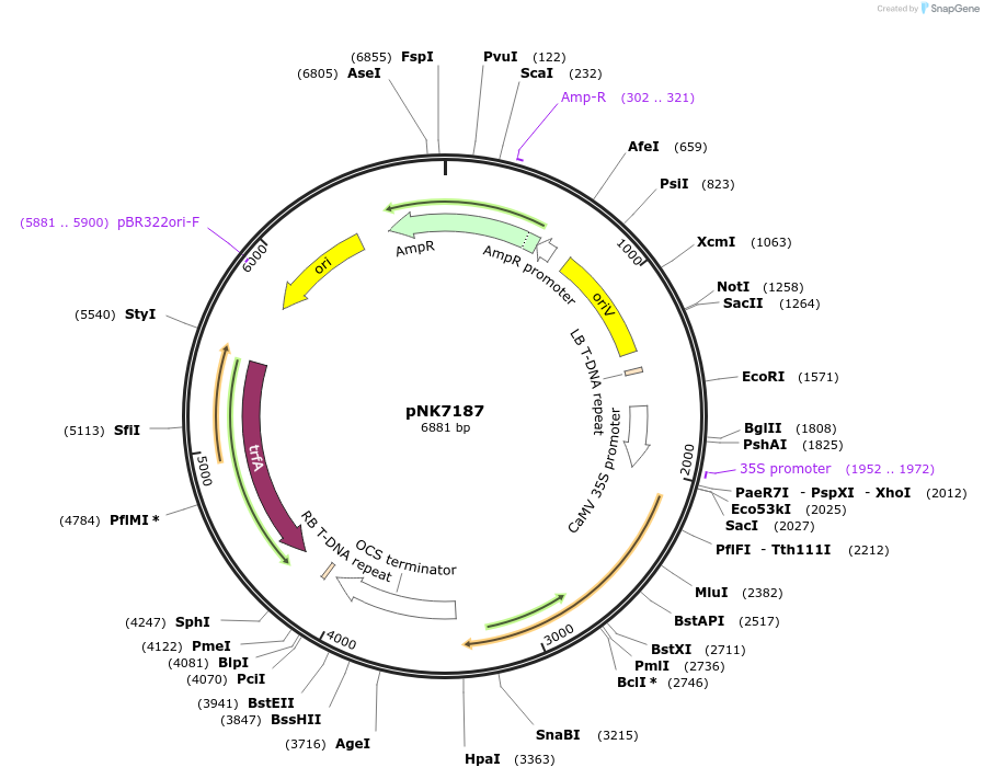 219761-plasmid-map-sequence-id-437297
