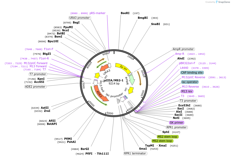 220631-plasmid-map-sequence-id-437306