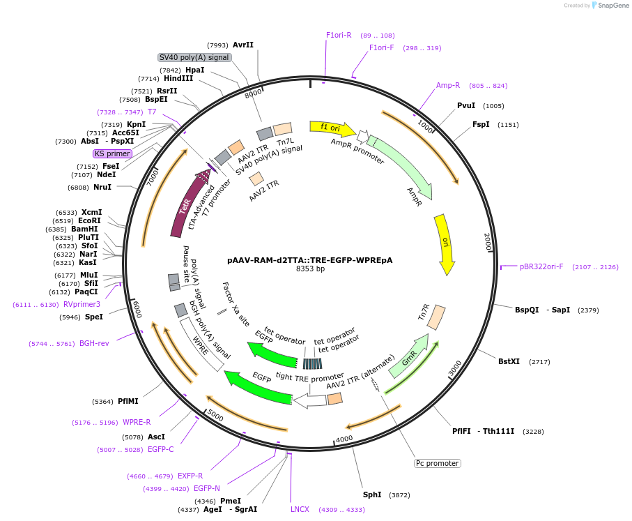 84469-plasmid-map-sequence-id-437307