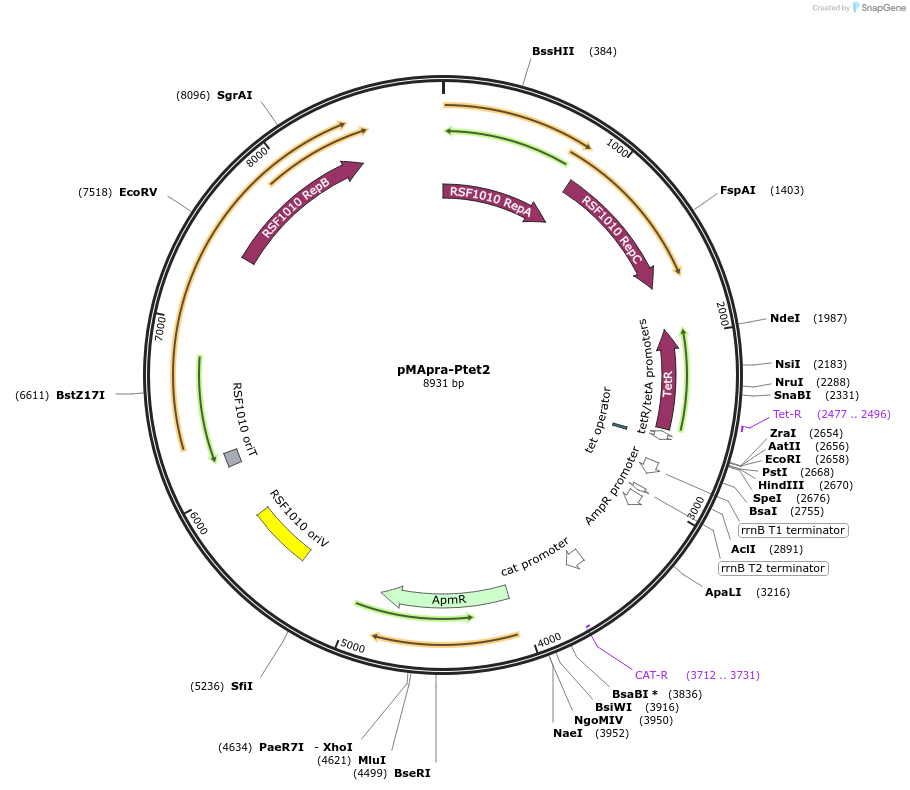 218361-plasmid-map-sequence-id-437319