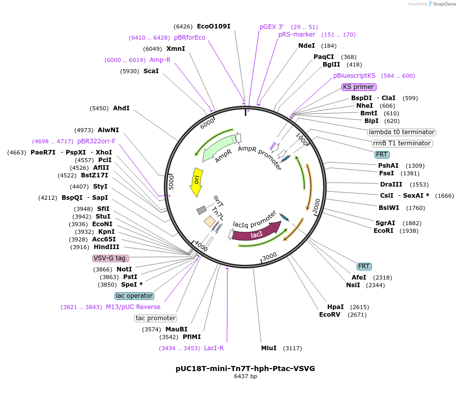 437321_map