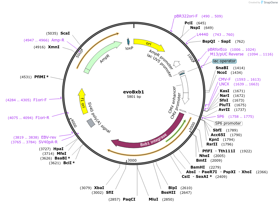 222338-plasmid-map-sequence-id-437331