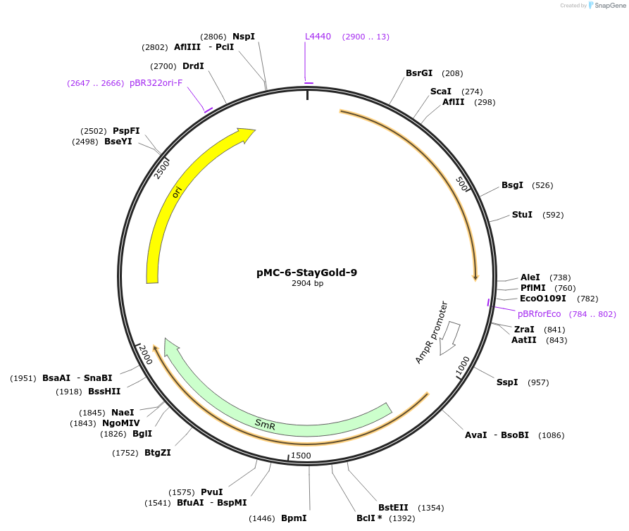 197734-plasmid-map-sequence-id-437333