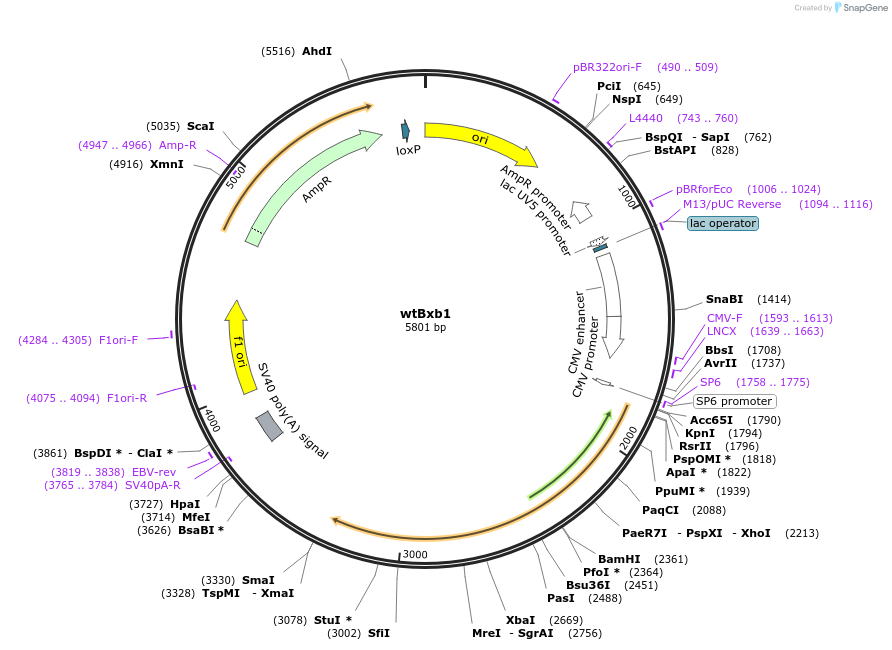 222337-plasmid-map-sequence-id-437334
