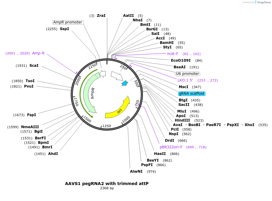 222347-plasmid-map-sequence-id-437336