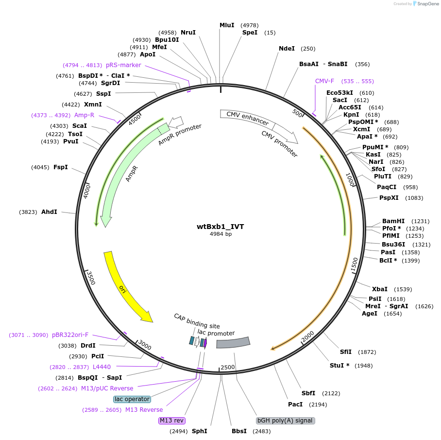 222340-plasmid-map-sequence-id-437339