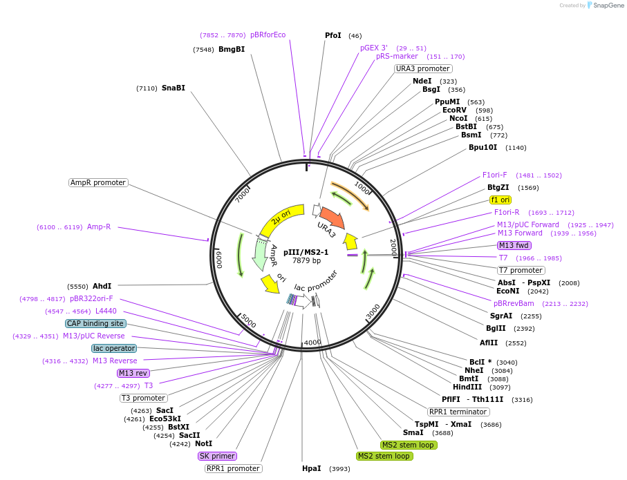 220629-plasmid-map-sequence-id-437364