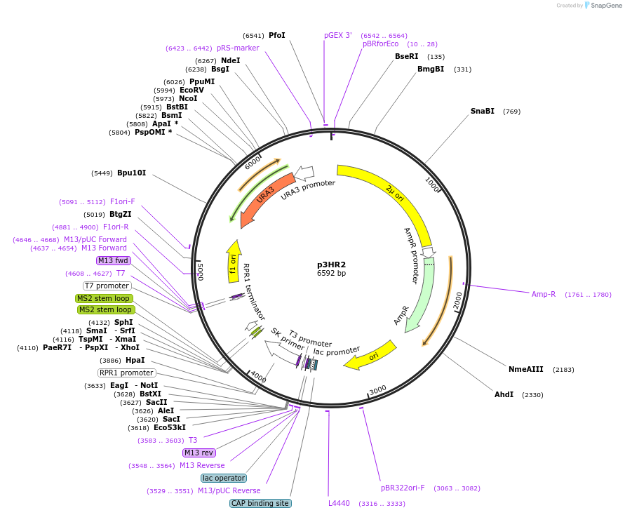 220738-plasmid-map-sequence-id-437366