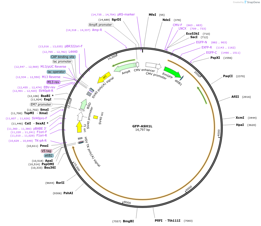 65369-plasmid-map-sequence-id-437367