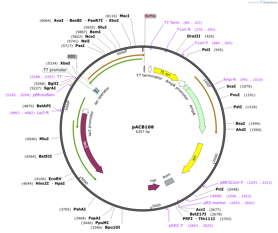 222207-plasmid-map-sequence-id-437368
