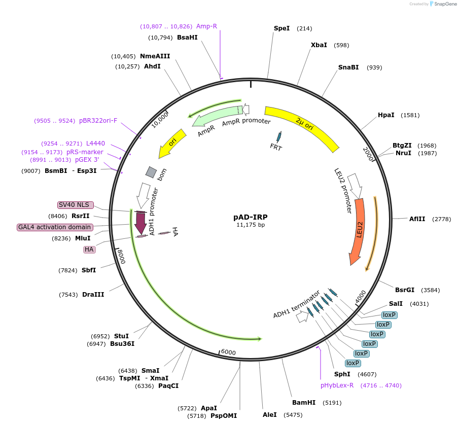 220751-plasmid-map-sequence-id-437373