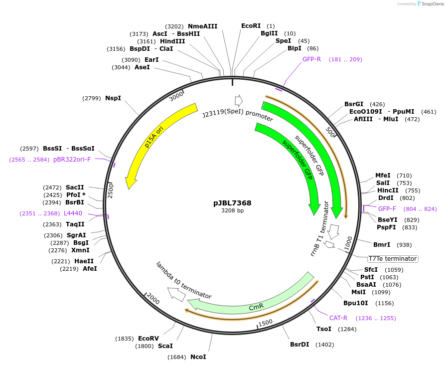 217375-plasmid-map-sequence-id-437374