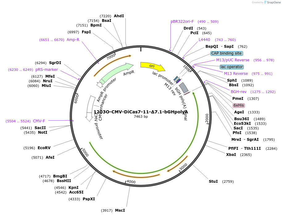 220959-plasmid-map-sequence-id-437422