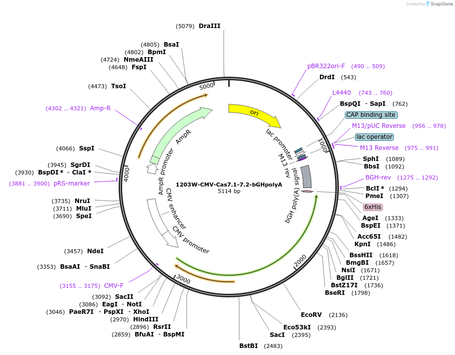 220961-plasmid-map-sequence-id-437427