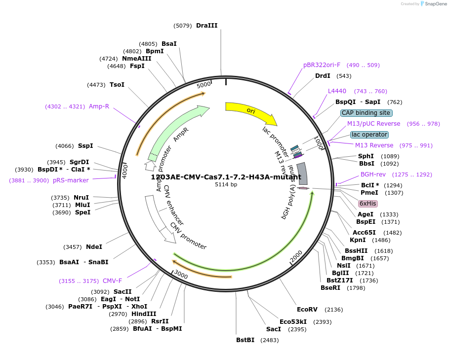 221449-plasmid-map-sequence-id-437431