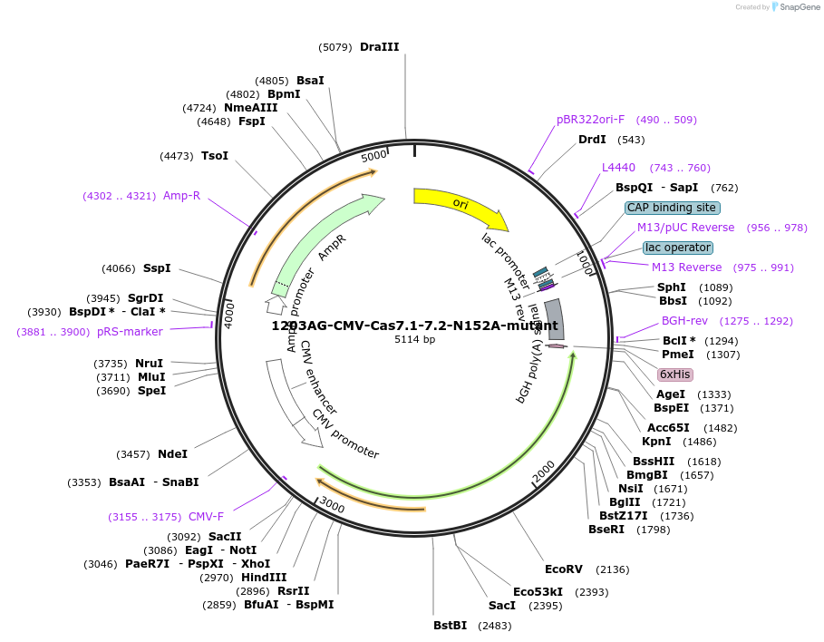 221451-plasmid-map-sequence-id-437432