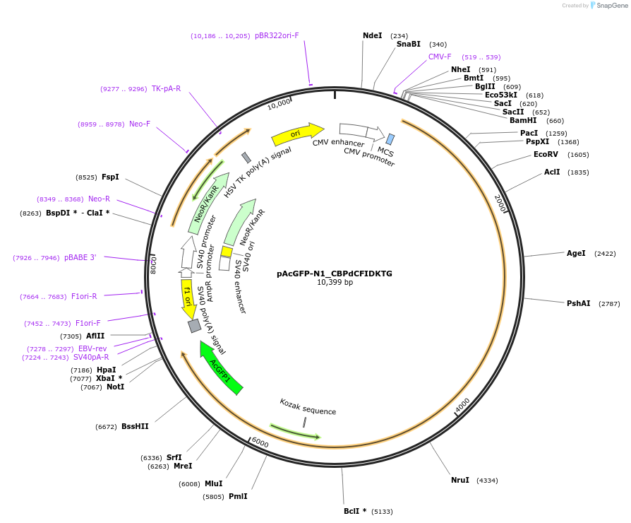 221917-plasmid-map-sequence-id-437438