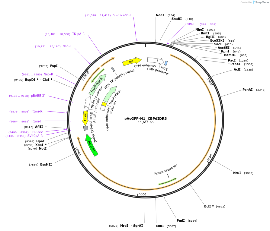 221905-plasmid-map-sequence-id-437439
