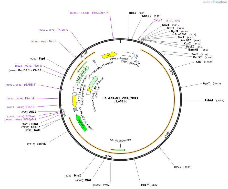 221908-plasmid-map-sequence-id-437440