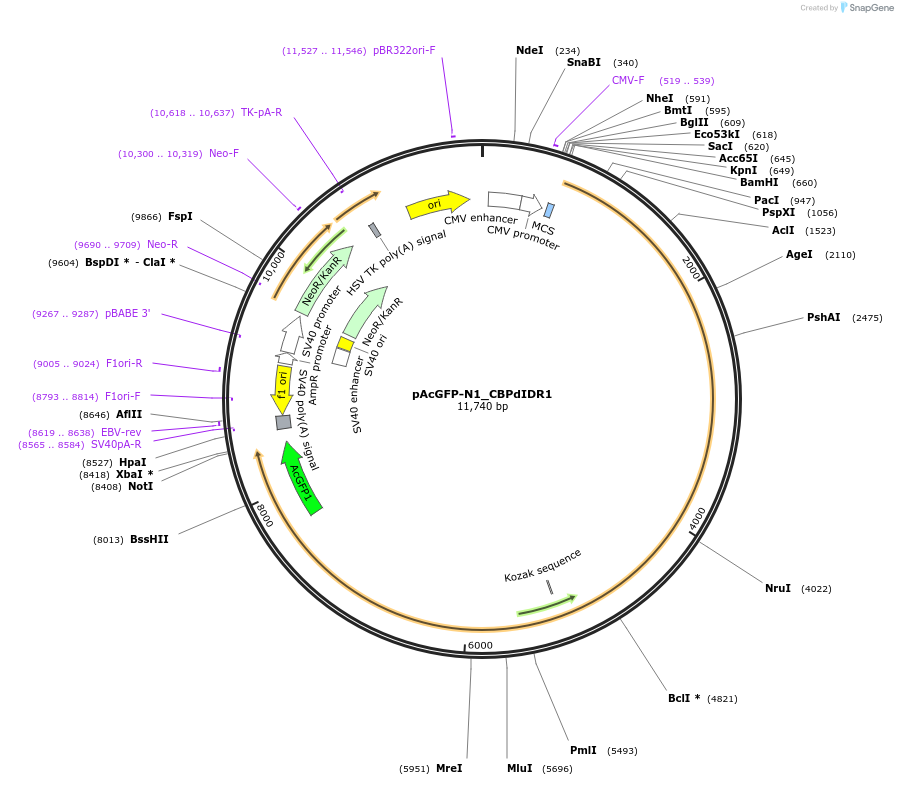 221904-plasmid-map-sequence-id-437441