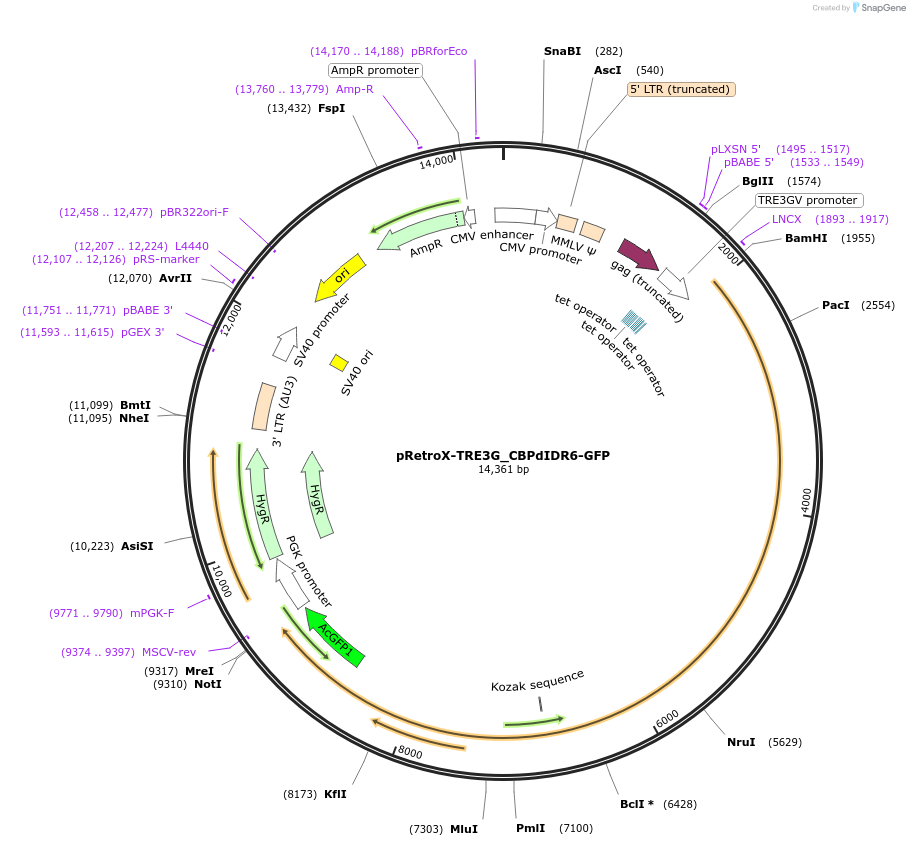 221927-plasmid-map-sequence-id-437452
