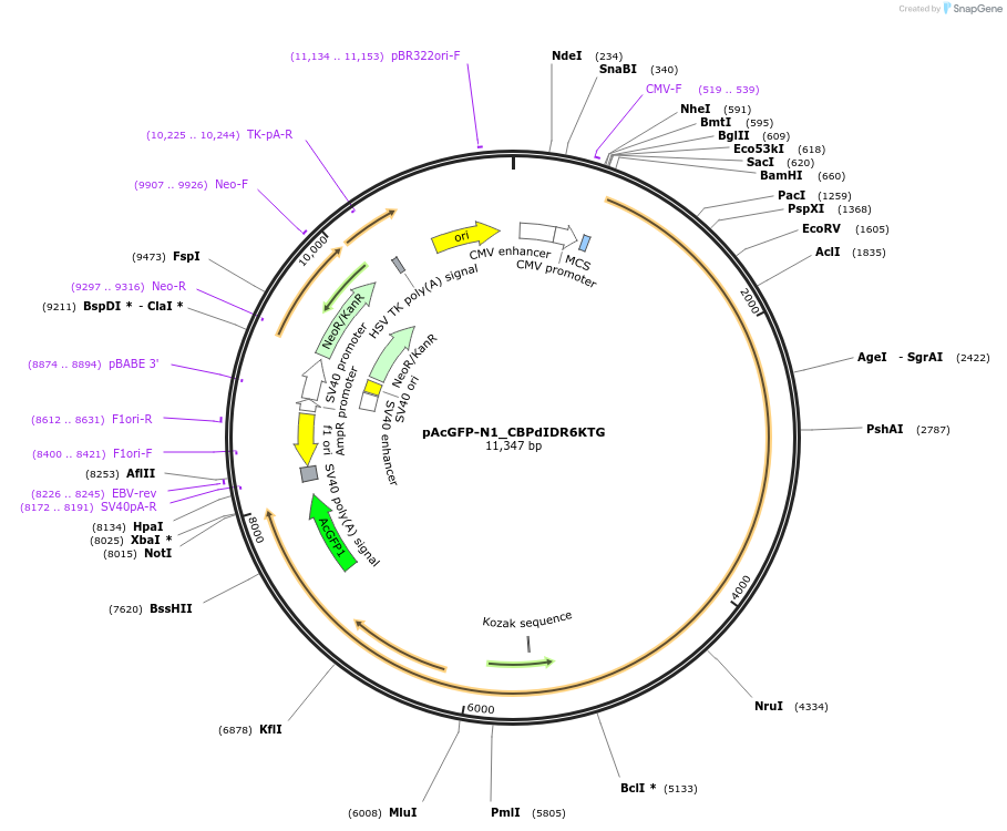 221913-plasmid-map-sequence-id-437453