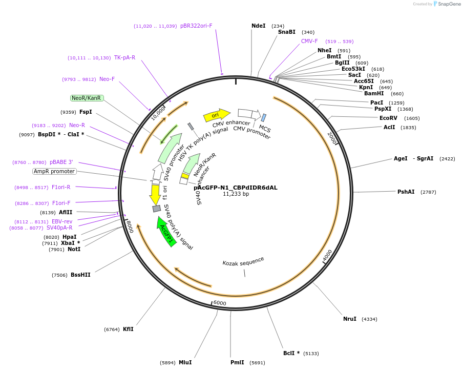 221912-plasmid-map-sequence-id-437454