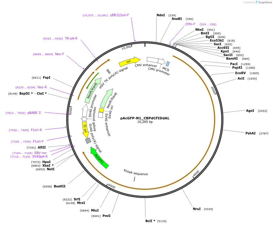 221916-plasmid-map-sequence-id-437456