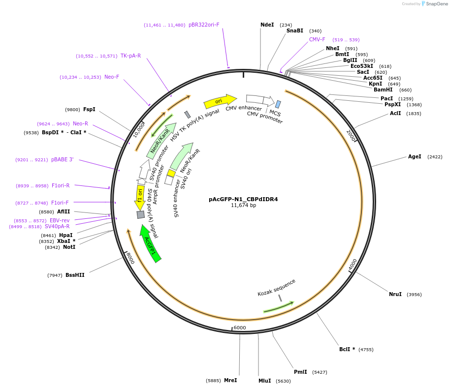 221906-plasmid-map-sequence-id-437458