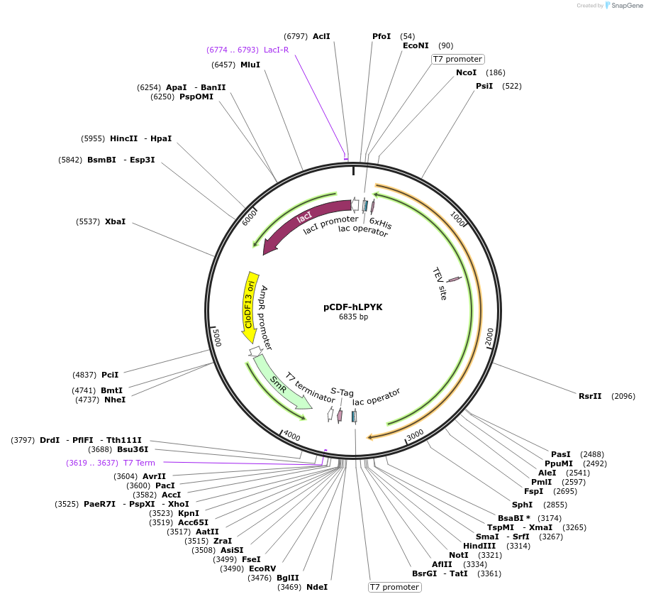 220231-plasmid-map-sequence-id-437460
